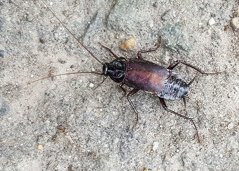 Oriental cockroach