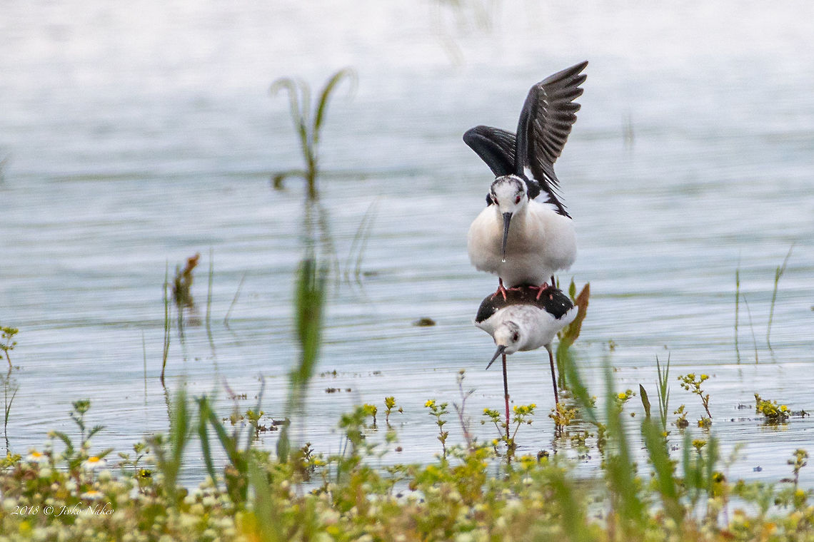 Now I know which one is male! Black-winged stilt - Himantopus himantopus Animal,Animalia,Aves,Bird,Black-winged stilt,Bulgaria,Charadriiformes,Chordata,Europe,Geotagged,Himantopus himantopus,Nature,Pyasachnik Dam,Recurvirostridae,Spring,Wildlife