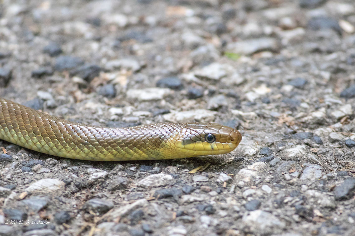 Aesculapian snake - Zamenis longissimus  Aesculapian snake,Animal,Animalia,Bulgaria,Chordata,Colubridae,Elaphe longissima,Europe,Geotagged,Nature,Reptilia,Sofia,South park,Spring,Squamata,Wildlife,Zamenis longissimus
