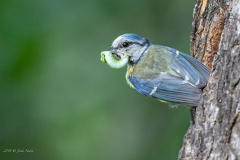 Blue tit - Cyanistes caeruleus  Animal,Animalia,Aves,Bird,Bulgaria,Chordata,Cyanistes caeruleus,Eurasian Blue Tit,Eurasian blue tit,Europe,Geotagged,Nature,Paridae,Passeriformes,Passerine,Sofia,South park,Spring,Wildlife
