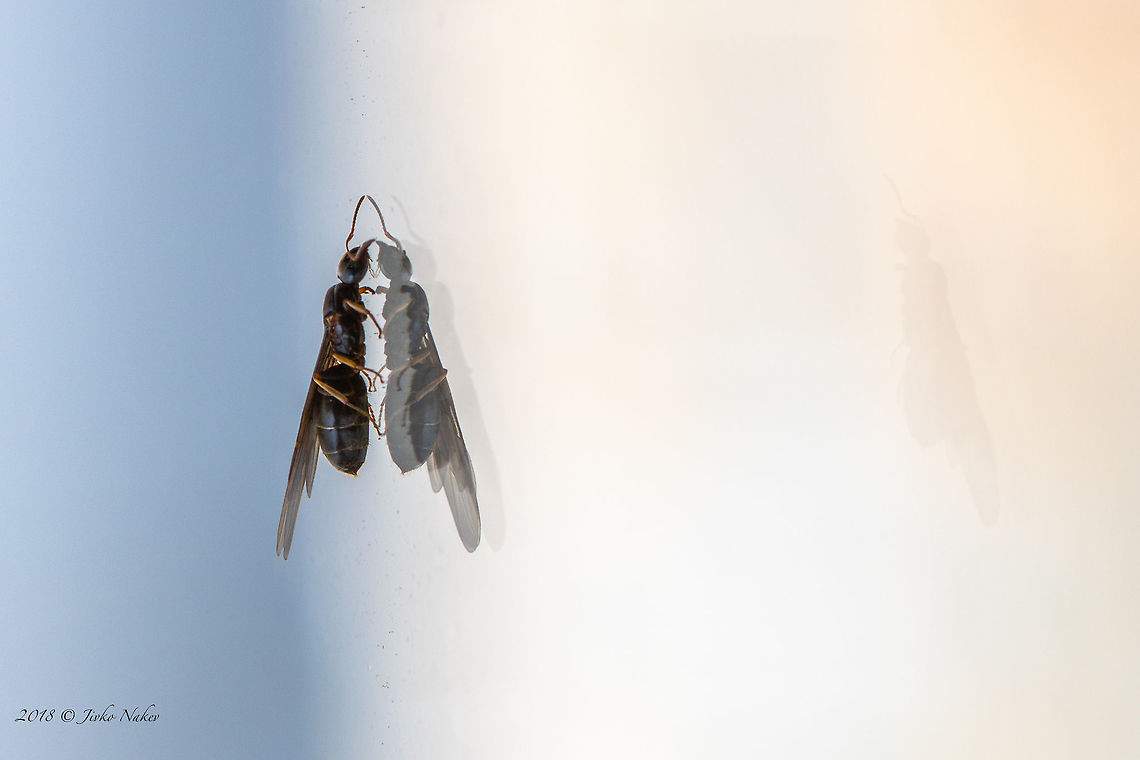 Reflection Lasius brunneus ant Animal,Animalia,Arthropoda,Bulgaria,Europe,Formicidae,Geotagged,Hymenoptera,Insect,Insecta,Lasius brunneus,Nature,Sofia,Spring,Wildlife