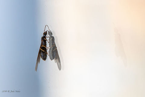 Reflection Lasius brunneus ant Animal,Animalia,Arthropoda,Bulgaria,Europe,Formicidae,Geotagged,Hymenoptera,Insect,Insecta,Lasius brunneus,Nature,Sofia,Spring,Wildlife