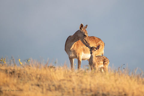 Maternity Mother fallow deer and fawn - Dama dama Animal,Animalia,Artiodactyla,Bulgaria,Cervidae,Chordata,Dama dama,Fallow Deer,Fallow deer,Geotagged,Mammalia,Nature,Rodopi mountains,Spring,Wildlife,even-toed,mammals