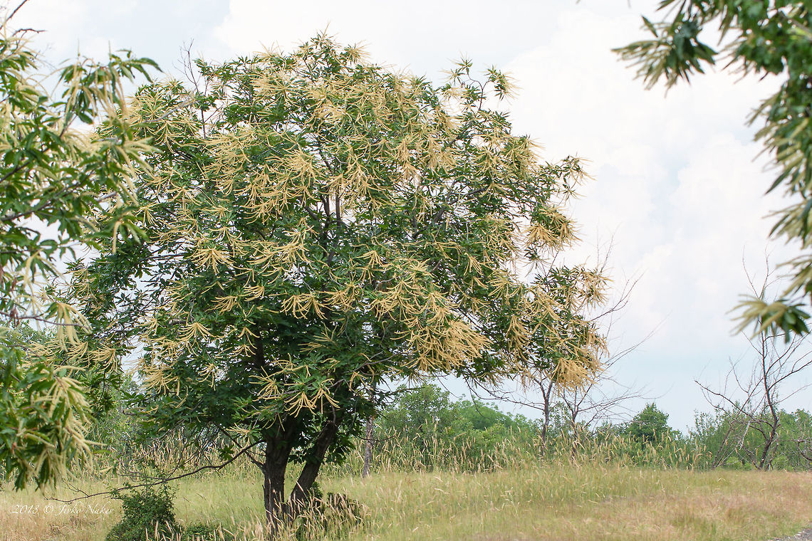 Flowering sweet chestnut (Castanea sativa) - Eastern Rhodope mou <figure class="photo"><a href="https://www.jungledragon.com/image/61495/flowering_sweet_chestnut_castanea_sativa_-_eastern_rhodope_mou.html" title="Flowering sweet chestnut (Castanea sativa) - Eastern Rhodope mou"><img src="https://s3.amazonaws.com/media.jungledragon.com/images/1332/61495_thumb.jpg?AWSAccessKeyId=05GMT0V3GWVNE7GGM1R2&Expires=1769040010&Signature=3HyVhH5kDDYUUc4Z%2FfZ%2Bt8Y6K1Q%3D" width="200" height="134" alt="Flowering sweet chestnut (Castanea sativa) - Eastern Rhodope mou https://www.jungledragon.com/image/61494/flowering_sweet_chestnut_castanea_sativa_-_eastern_rhodope_mou.html Bulgaria,Castanea sativa,Eudicot,Europe,Fabaceae,Fabales,Flowering Plant,Geotagged,Magnoliophyta,Nature,Plantae,Rhodope mountains,Spring,Sweet Chestnut,Sweet chestnut,Wildlife" /></a></figure> Bulgaria,Castanea sativa,Eudicot,Europe,Fabaceae,Fabales,Flowering Plant,Geotagged,Magnoliophyta,Nature,Plantae,Rhodope mountains,Spring,Sweet Chestnut,Sweet chestnut,Wildlife