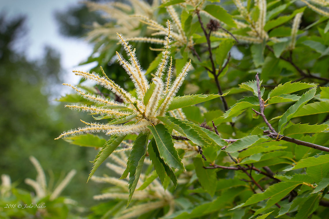 Flowering sweet chestnut (Castanea sativa) - Eastern Rhodope mou <figure class="photo"><a href="https://www.jungledragon.com/image/61494/flowering_sweet_chestnut_castanea_sativa_-_eastern_rhodope_mou.html" title="Flowering sweet chestnut (Castanea sativa) - Eastern Rhodope mou"><img src="https://s3.amazonaws.com/media.jungledragon.com/images/1332/61494_thumb.jpg?AWSAccessKeyId=05GMT0V3GWVNE7GGM1R2&Expires=1769040010&Signature=ZJdzbBlelbYadEQ9ddOF12sgp7w%3D" width="200" height="134" alt="Flowering sweet chestnut (Castanea sativa) - Eastern Rhodope mou https://www.jungledragon.com/image/61495/flowering_sweet_chestnut_castanea_sativa_-_eastern_rhodope_mou.html Bulgaria,Castanea sativa,Eudicot,Europe,Fabaceae,Fabales,Flowering Plant,Geotagged,Magnoliophyta,Nature,Plantae,Rhodope mountains,Spring,Sweet Chestnut,Sweet chestnut,Wildlife" /></a></figure> Bulgaria,Castanea sativa,Eudicot,Europe,Fabaceae,Fabales,Flowering Plant,Geotagged,Magnoliophyta,Nature,Plantae,Rhodope mountains,Spring,Sweet Chestnut,Sweet chestnut,Wildlife