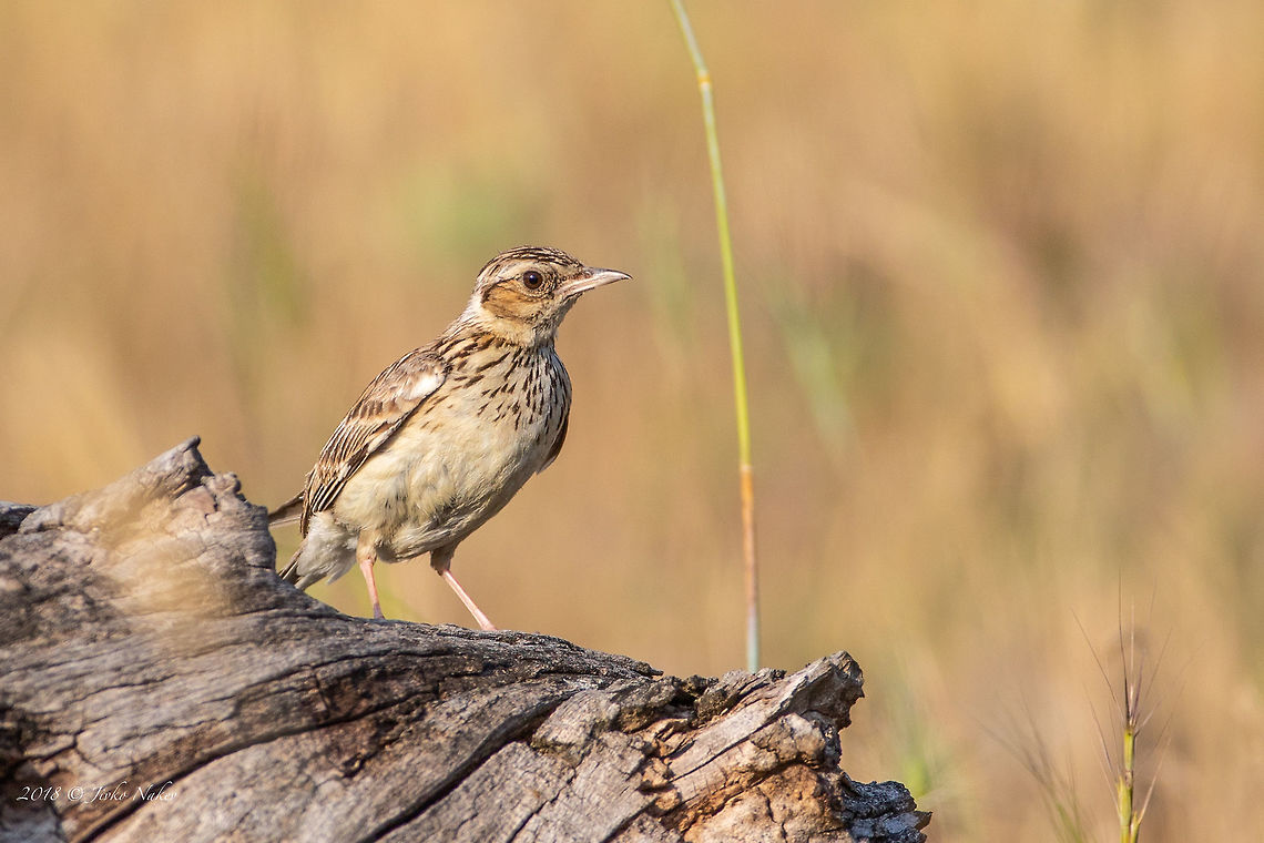 Woodlark - Lullula arborea  Alaudidae,Animal,Animalia,Aves,Bird,Bulgaria,Chordata,Geotagged,Lullula arborea,Nature,Passeriformes,Passerine,Spring,Wildlife,Woodlark