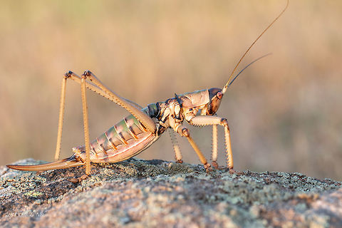 Balkan Predatory Bush-cricket - Saga natoliae Maybe the biggest european insect,  including the ovipositor. This one was about 9 cm - body only. The ovipositor was about 4 cm. Animal,Animalia,Arthropoda,Balkan predatory bush-cricket,Bulgaria,Bush cricket,Europe,Geotagged,Insect,Insecta,Katydid,Long-horned grasshopper,Nature,Orthoptera,Rhodope mountains,Saga natoliae,Spring,Tettigoniidae,Wildlife