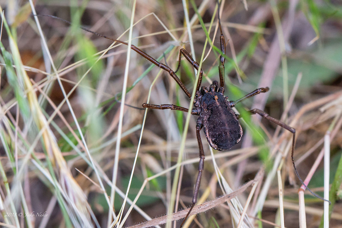 Zachaeus crista   Animal,Animalia,Arachnida,Arthropoda,Bulgaria,Daddy Longlegs,Europe,Geotagged,Harvestman spider,Nature,Opiliones,Phalangiidae,Rhodope mountains,Spring,Wildlife,Zachaeus crista