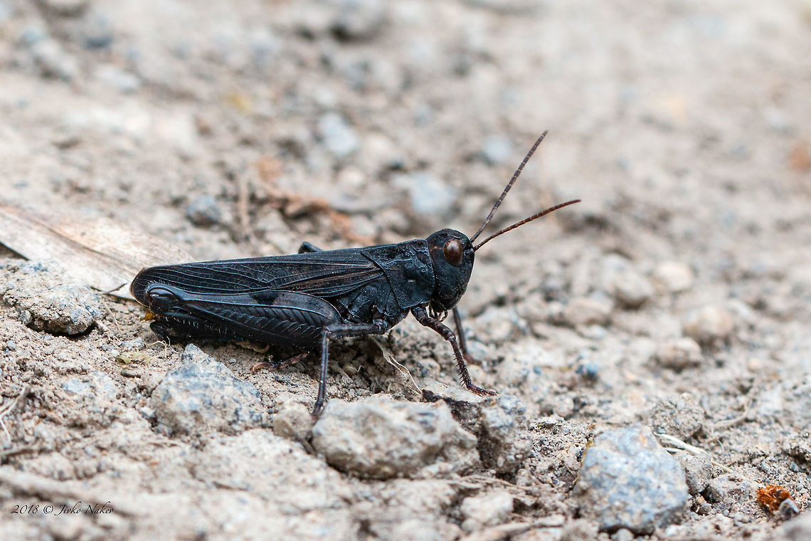 Black grasshopper male - Celes variabilis I saw a few dozen of them moving fast on a stony terrain in the dry grass. In Europe this species is Near Threatened.  Acrididae,Animal,Animalia,Arthropoda,Black grasshopper,Bulgaria,Celes variabilis,Europe,Geotagged,Insect,Insecta,Nature,Orthoptera,Rhodope mountains,Short-horned Grasshopper,Spring,Wildlife