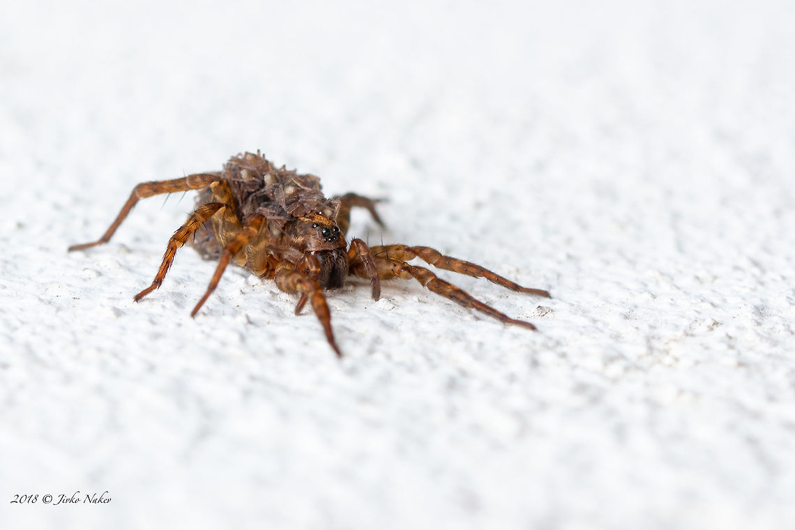 Trochosa sp. Maybe T.ruricola Wolf spider mom with spiderlings on her back. Animal,Animalia,Arachnida,Araneae,Arthropoda,Bulgaria,Europe,Geotagged,Lycosidae,Nature,Rhodope mountains,Spring,Trochosa sp.,Wildlife,Wolf spider