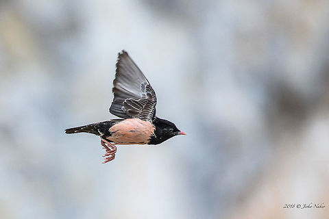 Rosy starling in flight - Pastor roseus This is really worth all the efforts! Migrating bird, breeds in Bulgaria and can only be seen in the summer. Animal,Animalia,Aves,Besaparski hills protected area,Bird,Bulgaria,Chordata,Europe,Geotagged,Nature,Passeriformes,Passerine,Pastor roseus,Rhodope mountains,Rosy starling,Spring,Sturnidae,Wildlife