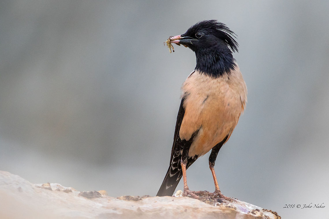 Rosy starling - Pastor roseus  Animal,Animalia,Aves,Besaparski hills protected area,Bird,Bulgaria,Chordata,Europe,Geotagged,Nature,Passeriformes,Passerine,Pastor roseus,Rhodope mountains,Rosy starling,Spring,Sturnidae,Wildlife