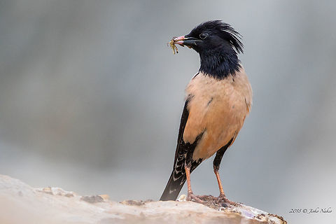 Rosy starling - Pastor roseus  Animal,Animalia,Aves,Besaparski hills protected area,Bird,Bulgaria,Chordata,Europe,Geotagged,Nature,Passeriformes,Passerine,Pastor roseus,Rhodope mountains,Rosy starling,Spring,Sturnidae,Wildlife