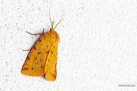 Purple tiger moth - Rhyparia purpurata https://www.jungledragon.com/image/61616/purple_tiger_moth_-_rhyparia_purpurata.html Animal,Animalia,Arctiidae,Arthropoda,Bulgaria,Europe,Geotagged,Insect,Insecta,Lepidoptera,Moth Week 2018,Nature,Purple tiger,Rhodope mountains,Rhyparia purpurata,Spring,Wildlife