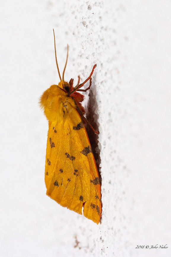 Purple tiger moth - Rhyparia purpurata <figure class="photo"><a href="https://www.jungledragon.com/image/61615/purple_tiger_moth_-_rhyparia_purpurata.html" title="Purple tiger moth - Rhyparia purpurata"><img src="https://s3.amazonaws.com/media.jungledragon.com/images/1332/61615_thumb.jpg?AWSAccessKeyId=05GMT0V3GWVNE7GGM1R2&Expires=1769040010&Signature=R7ZvTbaEx%2FxCt3hZe1dOw4UACf0%3D" width="200" height="134" alt="Purple tiger moth - Rhyparia purpurata https://www.jungledragon.com/image/61616/purple_tiger_moth_-_rhyparia_purpurata.html Animal,Animalia,Arctiidae,Arthropoda,Bulgaria,Europe,Geotagged,Insect,Insecta,Lepidoptera,Moth Week 2018,Nature,Purple tiger,Rhodope mountains,Rhyparia purpurata,Spring,Wildlife" /></a></figure> Animal,Animalia,Arctiidae,Arthropoda,Bulgaria,Europe,Geotagged,Insect,Insecta,Lepidoptera,Nature,Purple tiger,Rhodope mountains,Rhyparia purpurata,Spring,Wildlife