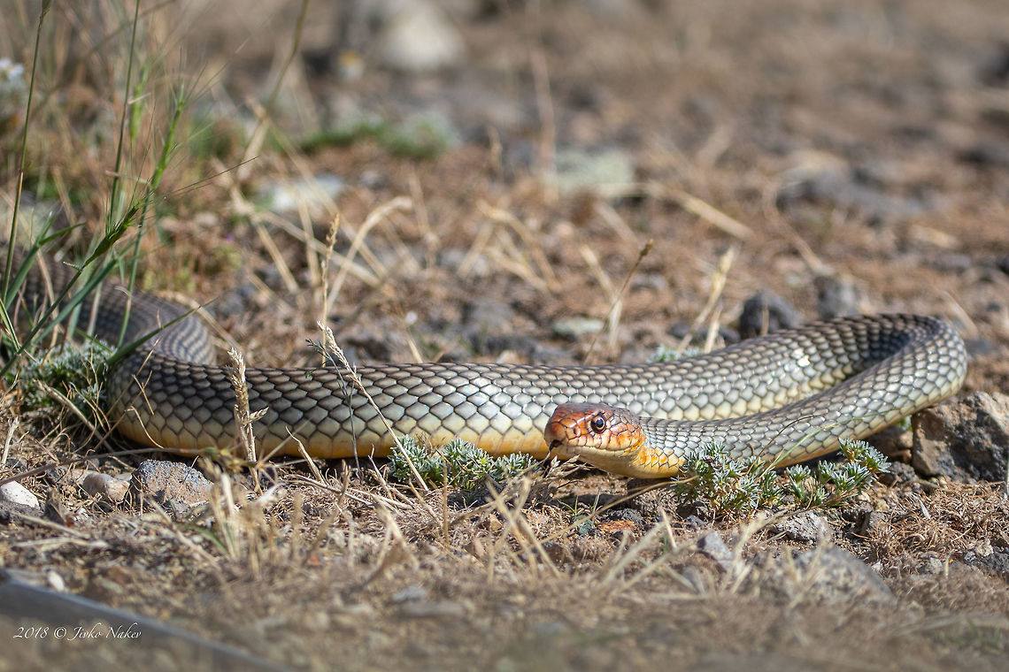 Large whipsnake - Dolichophis caspius <figure class="photo"><a href="https://www.jungledragon.com/image/61629/large_whipsnake_-_dolichophis_caspius.html" title="Large whipsnake - Dolichophis caspius"><img src="https://s3.amazonaws.com/media.jungledragon.com/images/1332/61629_thumb.jpg?AWSAccessKeyId=05GMT0V3GWVNE7GGM1R2&Expires=1759968010&Signature=C27nUFlDcfnfvxgdlAMiqp1lmGw%3D" width="200" height="134" alt="Large whipsnake - Dolichophis caspius https://www.jungledragon.com/image/61625/large_whipsnake_-_dolichophis_caspius.html Animal,Animalia,Bulgaria,Caspian whipsnake,Chordata,Coluber caspius,Colubridae,Dolichophis caspius,Europe,Geotagged,Nature,Reptilia,Rhodope mountains,Spring,Squamata,Wildlife" /></a></figure> Animal,Animalia,Bulgaria,Caspian whipsnake,Chordata,Coluber caspius,Colubridae,Dolichophis caspius,Europe,Geotagged,Nature,Reptilia,Rhodope mountains,Spring,Squamata,Wildlife