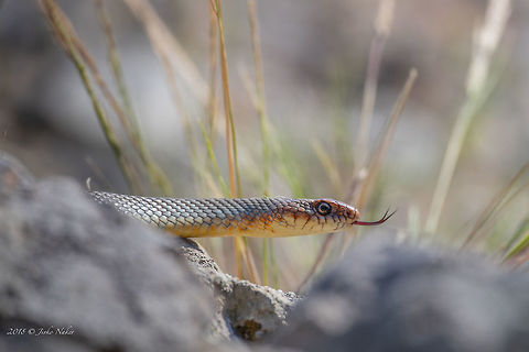 Large whipsnake - Dolichophis caspius https://www.jungledragon.com/image/61625/large_whipsnake_-_dolichophis_caspius.html Animal,Animalia,Bulgaria,Caspian whipsnake,Chordata,Coluber caspius,Colubridae,Dolichophis caspius,Europe,Geotagged,Nature,Reptilia,Rhodope mountains,Spring,Squamata,Wildlife