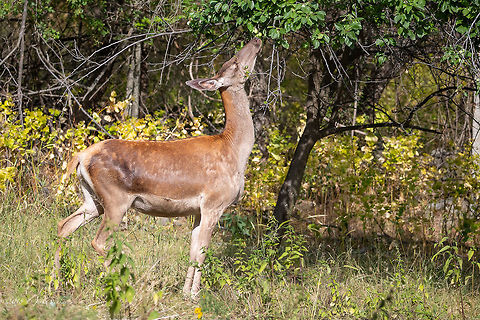 Red deer hind - Cervus elaphus  Animal,Animalia,Artiodactyla,Bulgaria,Cervidae,Cervus elaphus,Chordata,Europe,Geotagged,Mammalia,Nature,Red Deer,Red deer,Rhodope mountains,Spring,Wildlife,even-toed,mammals