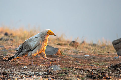 Egyptian vulture - Neophron percnopterus  Accipitridae,Accipitriformes,Animal,Animalia,Aves,Bird,Bird of prey,Bulgaria,Chordata,Egyptian Vulture,Egyptian vulture,Europe,Geotagged,Nature,Neophron percnopterus,Rhodope mountains,Spring,Wildlife