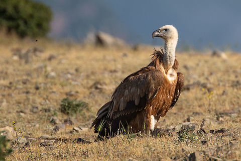 Griffon vultire - Gyps fulvus  Accipitridae,Accipitriformes,Animal,Animalia,Aves,Bird,Bird of prey,Bulgaria,Chordata,Europe,Geotagged,Griffon vulture,Gyps fulvus,Nature,Rhodope mountains,Spring,Wildlife
