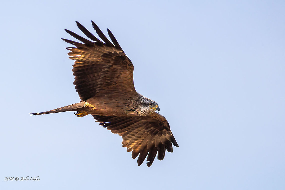 Black kite - Milvus migrans  Accipitridae,Accipitriformes,Animal,Animalia,Aves,Bird,Bird of prey,Black kite,Black. kite,Bulgaria,Chordata,Europe,Geotagged,Milvus migrans,Nature,Rhodope mountains,Spring,Wildlife