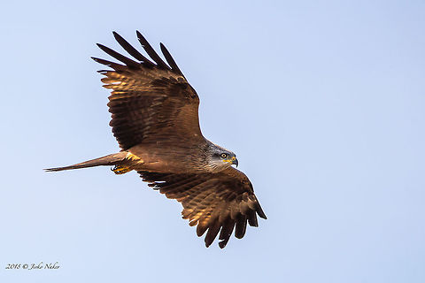 Black kite - Milvus migrans  Accipitridae,Accipitriformes,Animal,Animalia,Aves,Bird,Bird of prey,Black kite,Black. kite,Bulgaria,Chordata,Europe,Geotagged,Milvus migrans,Nature,Rhodope mountains,Spring,Wildlife