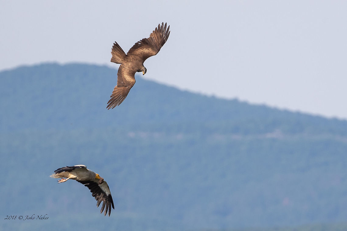 Attack A black kite attacks an Egyptian vulture in the air. The kite circled in the air for a long time and waited for the vulture to take off and then attacked him. Accipitridae,Accipitriformes,Animal,Animalia,Aves,Bird,Bird of prey,Black kite,Black. kite,Bulgaria,Chordata,Egyptian vulture,Europe,Geotagged,Milvus migrans,Nature,Neophron percnopterus,Rhodope mountains,Spring,Wildlife