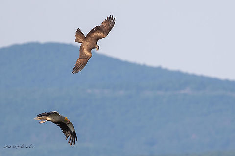 Attack A black kite attacks an Egyptian vulture in the air. The kite circled in the air for a long time and waited for the vulture to take off and then attacked him. Accipitridae,Accipitriformes,Animal,Animalia,Aves,Bird,Bird of prey,Black kite,Black. kite,Bulgaria,Chordata,Egyptian vulture,Europe,Geotagged,Milvus migrans,Nature,Neophron percnopterus,Rhodope mountains,Spring,Wildlife
