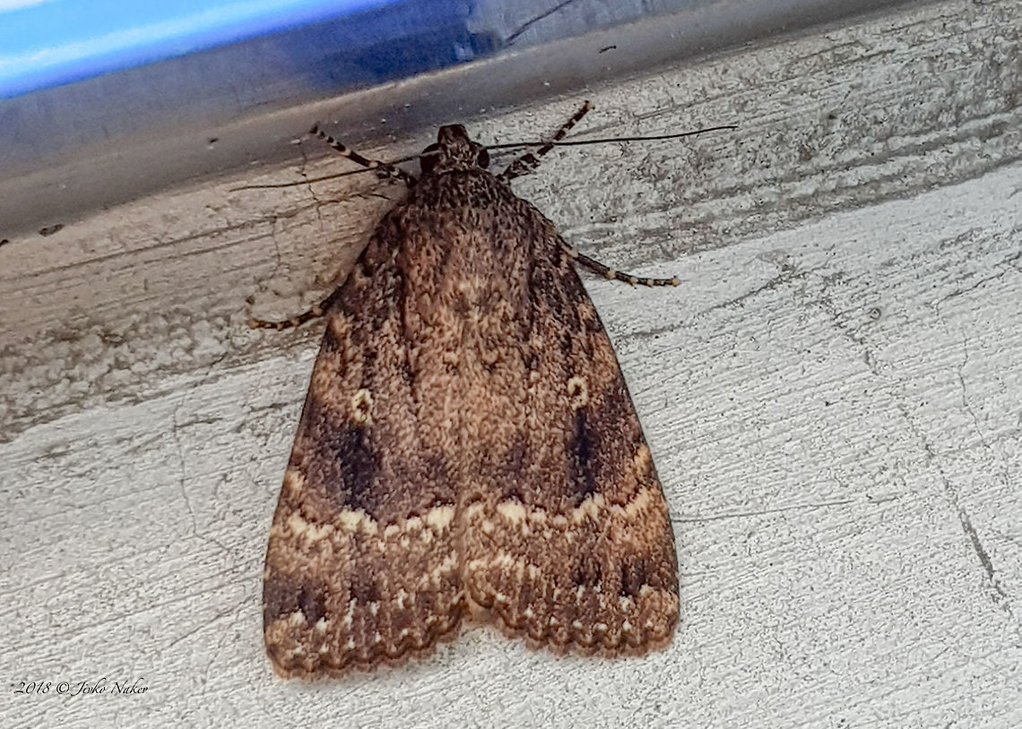 Copper underwing - Amphipyra pyramidea Captured in my office in Sofia. Photo taken with smartphone. Amphipyra pyramidea,Animal,Animalia,Arthropoda,Bulgaria,Copper underwing,Europe,Geotagged,Insect,Insecta,Lepidoptera,Nature,Noctuidae,Owlet moth,Pyramidal green fruitworm,Sofia,Spring,Wildlife