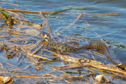 Water snake - Natrix natrix  Animal,Animalia,Bulgaria,Chordata,Colubridae,Geotagged,Grass snake,Natrix natrix,Nature,Reptilia,Squamata,Summer,Water snake,Wildlife