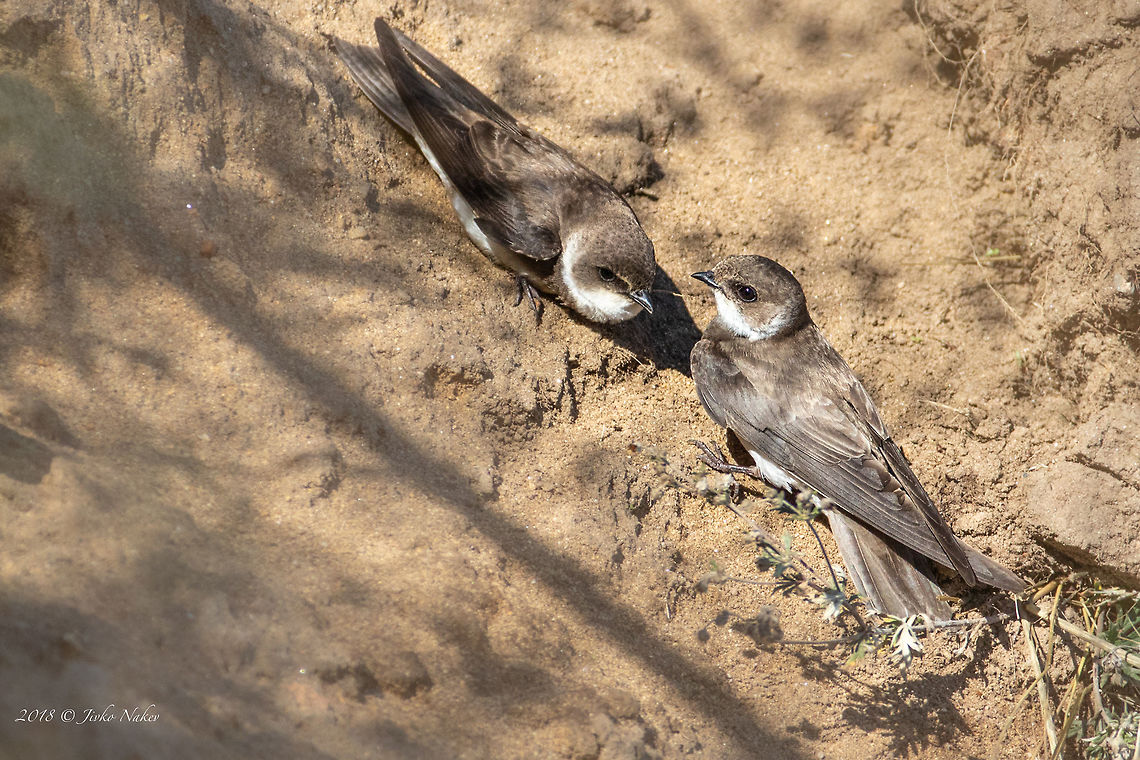 Sand martin - Riparia riparia  Animal,Animalia,Aves,Bird,Bulgaria,Chordata,Geotagged,Hirundinidae,Nature,Passeriformes,Passerine,Riparia riparia,Sand martin,Summer,Wildlife