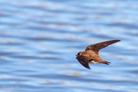 Sand martin - Riparia riparia To catch a Sand Martin in flight is a real challange! Animal,Animalia,Aves,Bird,Bulgaria,Chordata,Geotagged,Hirundinidae,Nature,Passeriformes,Passerine,Riparia riparia,Sand martin,Summer,Wildlife