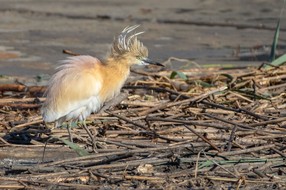 Squacco heron - Ardeola ralloides  Animal,Animalia,Ardeidae,Ardeola ralloides,Aves,Bird,Bulgaria,Chordata,Geotagged,Nature,Pelecaniformes,Squacco Heron,Squacco heron,Summer,Wildlife