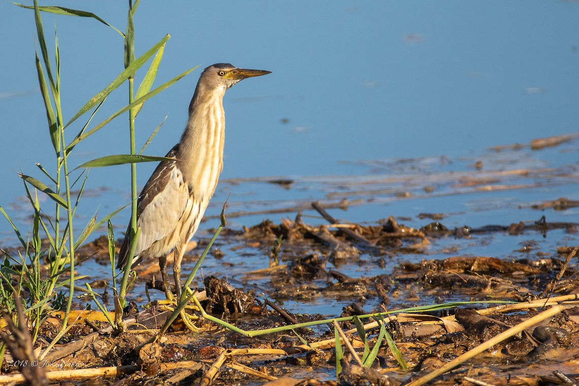Little bittern - Ixobrychus minutus <figure class="photo"><a href="https://www.jungledragon.com/image/62631/little_bittern_chicks_-_ixobrychus_minutus.html" title="Little bittern chicks - Ixobrychus minutus"><img src="https://s3.amazonaws.com/media.jungledragon.com/images/1332/62631_thumb.jpg?AWSAccessKeyId=05GMT0V3GWVNE7GGM1R2&Expires=1769040010&Signature=miihtYrWHTyupRl5wTUb2v%2FL628%3D" width="200" height="134" alt="Little bittern chicks - Ixobrychus minutus https://www.jungledragon.com/image/62014/little_bittern_-_ixobrychus_minutus.html Animal,Animalia,Ardeidae,Aves,Bird,Bulgaria,Chordata,Europe,Geotagged,Ixobrychus minutus,Kisimovi dupki,Little Bittern,Little bittern,Nature,Pelecaniformes,Summer,Wetland,Wildlife" /></a></figure> Animal,Animalia,Ardeidae,Aves,Bird,Bulgaria,Chelopechene wetland,Chordata,Europe,Geotagged,Ixobrychus minutus,Little Bittern,Little bittern,Nature,Pelecaniformes,Summer,Wildlife