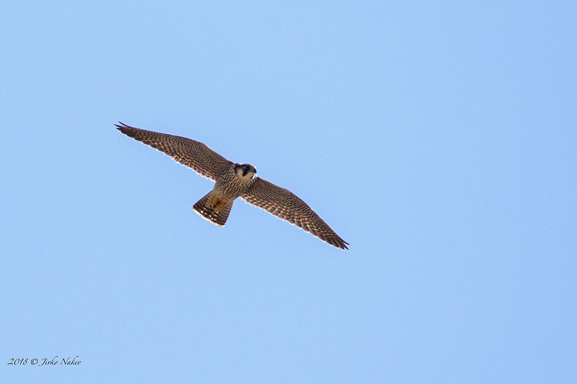 Distant Peregrine falcon - Falco peregrinus A remote photo of Peregrine falcon - Falco peregrinus over Besaparski hills protected area. The moment I noticed a pair of these falcons, one of them made a raid and went not more than 5 meters from me. His speed was stunning. This falcon is the fastest animal of the world - reaching about 320 km/h during its hunting dives. I was able to capture the other one who was flying in the height.  Animal,Animalia,Aves,Besaparski hills protected area,Bird,Bulgaria,Chordata,Europe,Falco peregrinus,Falcon,Falconidae,Falconiformes,Geotagged,Nature,Peregrine Falcon,Peregrine falcon,Rhodope mountains,Summer,Wildlife