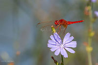 Scarlet dragonfly male - Crocothemis erythraea https://www.jungledragon.com/image/22036/old_female_broad_scarlet_darter_dragonfly.html Animal,Animalia,Arthropoda,Bulgaria,Crocothemis erythraea,Dragonfly,Geotagged,Insect,Insecta,Libellulidae,Nature,Odonata,Percher,Scarlet Darter,Skimmer,Summer,Wildlife