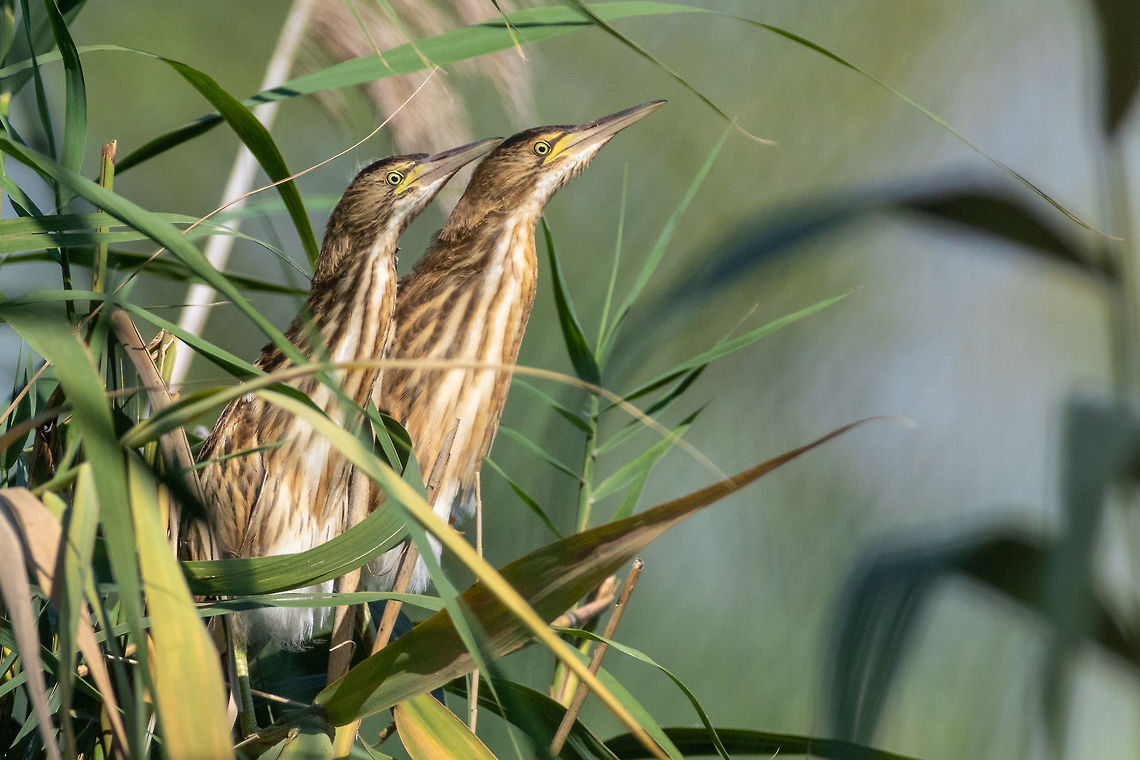 Little bittern chicks - Ixobrychus minutus <figure class="photo"><a href="https://www.jungledragon.com/image/62014/little_bittern_-_ixobrychus_minutus.html" title="Little bittern - Ixobrychus minutus"><img src="https://s3.amazonaws.com/media.jungledragon.com/images/1332/62014_thumb.jpg?AWSAccessKeyId=05GMT0V3GWVNE7GGM1R2&Expires=1769040010&Signature=V5QF6knIOuOvY2h71Zl5tr5Dfqg%3D" width="200" height="134" alt="Little bittern - Ixobrychus minutus https://www.jungledragon.com/image/62631/little_bittern_chicks_-_ixobrychus_minutus.html Animal,Animalia,Ardeidae,Aves,Bird,Bulgaria,Chelopechene wetland,Chordata,Europe,Geotagged,Ixobrychus minutus,Little Bittern,Little bittern,Nature,Pelecaniformes,Summer,Wildlife" /></a></figure> Animal,Animalia,Ardeidae,Aves,Bird,Bulgaria,Chordata,Europe,Geotagged,Ixobrychus minutus,Kisimovi dupki,Little Bittern,Little bittern,Nature,Pelecaniformes,Summer,Wetland,Wildlife