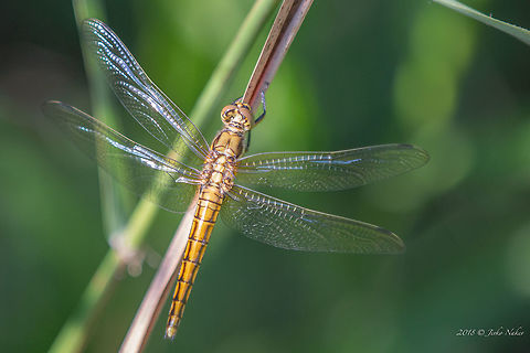 Black-tailed skimmer female - Orthetrum cancellatum https://www.jungledragon.com/image/51931/black-tailed_skimmer_young_male_-_orthetrum_cancellatum.html Animal,Animalia,Arthropoda,Black-tailed skimmer,Bulgaria,Dragonfly,Geotagged,Insect,Insecta,Libellulidae,Nature,Odonata,Orthetrum cancellatum,Skimmer,Summer,Wildlife