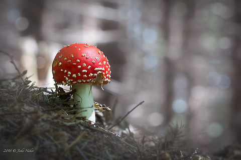 Fly agaric mushroom - Amanita muscaria  Agaricales,Agaricomycetes,Amanita muscaria,Amanitaceae,Basidiomycota,Bistrishko Branishte Nature Reserve,Bulgaria,Europe,Fly agaric,Fungi,Fungus,Geotagged,Nature,Summer,Vitosha Mountain Nature Park,Wildlife