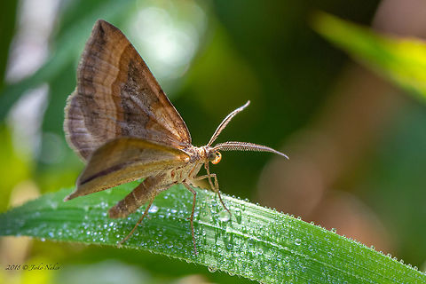 Shaded broad-bar moth - Scotopteryx chenopodiata This shot is from today. My trap on the balcony on the 7th floor where we live was without any success. But today we went on a short walk in the nearby mountain and voila! It was quite active in the shrubs and high wet grass, but I managed to make a couple of shots.   Animal,Animalia,Arthropoda,Bulgaria,Europe,Geometer moth,Geometridae,Geotagged,Insect,Insecta,Lepidoptera,Moth Week 2018,Nature,Scotopteryx chenopodiata,Shaded Broad-bar,Summer,Vitosha Mountain Nature Park,Wildlife