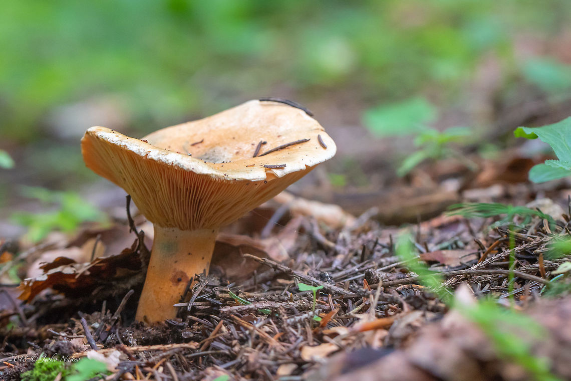 Orange milkcap - Lactarius deterrimus Spotted in a spruce forest at about 1400 masl.<br />
<figure class="photo"><a href="https://www.jungledragon.com/image/63738/orange_milkcap_-_lactarius_deterrimus.html" title="Orange milkcap - Lactarius deterrimus"><img src="https://s3.amazonaws.com/media.jungledragon.com/images/1332/63738_thumb.jpg?AWSAccessKeyId=05GMT0V3GWVNE7GGM1R2&Expires=1769040010&Signature=EwTFQxB5acVbR83yaJ%2BXqwNoe64%3D" width="200" height="134" alt="Orange milkcap - Lactarius deterrimus Spotted in a spruce forest at about 1400 masl.<br />
https://www.jungledragon.com/image/63737/orange_milkcap_-_lactarius_deterrimus.html Agaricomycetes,Basidiomycota,Bulgaria,False saffron milkcap,Fungi,Fungus,Geotagged,Lactarius deterrimus,Nature,Orange milkcap,Russulaceae,Russulales,Summer,Wildlife" /></a></figure> Agaricomycetes,Basidiomycota,Bulgaria,Europe,False saffron milkcap,Fungi,Fungus,Geotagged,Lactarius deterrimus,Nature,Orange milkcap,Russulaceae,Russulales,Summer,Vitosha Mountain Nature Park,Wildlife