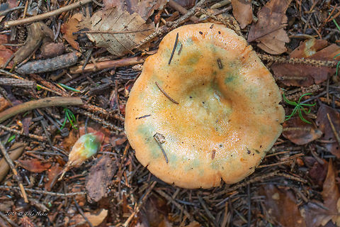 Orange milkcap - Lactarius deterrimus Spotted in a spruce forest at about 1400 masl.
https://www.jungledragon.com/image/63737/orange_milkcap_-_lactarius_deterrimus.html Agaricomycetes,Basidiomycota,Bulgaria,False saffron milkcap,Fungi,Fungus,Geotagged,Lactarius deterrimus,Nature,Orange milkcap,Russulaceae,Russulales,Summer,Wildlife