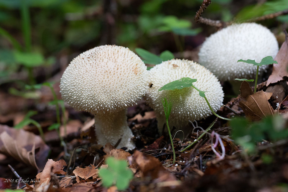 Long-stemmed puffball - Lycoperdon perlatum Spotted in a spruce forest at about 1400 masl. Agaricaceae,Agaricales,Agaricomycetes,Basidiomycota,Bulgaria,Common puffball,Devil's snuff-box,Europe,Fungi,Fungus,Gem-studded puffball,Geotagged,Lycoperdon perlatum,Nature,Summer,Vitosha Mountain Nature Park,Warted puffball,Wildlife