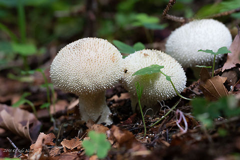 Long-stemmed puffball - Lycoperdon perlatum Spotted in a spruce forest at about 1400 masl. Agaricaceae,Agaricales,Agaricomycetes,Basidiomycota,Bulgaria,Common puffball,Devil's snuff-box,Europe,Fungi,Fungus,Gem-studded puffball,Geotagged,Lycoperdon perlatum,Nature,Summer,Vitosha Mountain Nature Park,Warted puffball,Wildlife