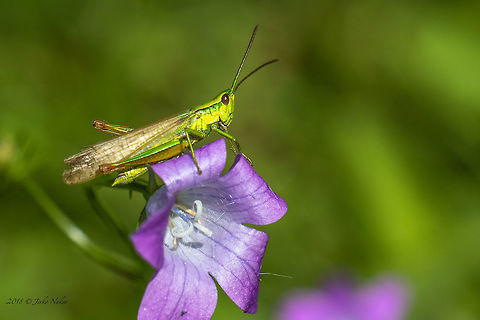 Short-horned grasshopper - Euthystira brachyptera  Acrididae,Animal,Animalia,Arthropoda,Bulgaria,Euthystira brachyptera,Geotagged,Insect,Insecta,Nature,Orthoptera,Short-horned Grasshopper,Summer,Wildlife