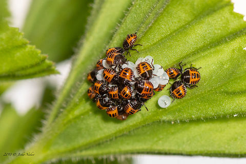 Brown marmorated stink bug eggs and nymphs 1st instar - Halyomorpha halys BMSB nymphs, first instar, cluster around a mass of newly-hatched eggs on the underside of a leaf.
https://www.jungledragon.com/image/53123/brown_marmorated_stink_bug_eggs_and_nymphs_3rd_instar.html Animal,Animalia,Arthropoda,Brown marmorated stink bug,Bulgaria,Eggs,Europe,Geotagged,Halyomorpha halys,Hemiptera,Insect,Insecta,Nature,Pentatomidae,Pentatomoidea,Sofia,Summer,Wildlife