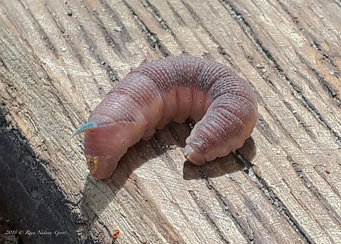 Lime Hawk-moth caterpillar - Mimas tiliae The photo is taken with smartphone by my daughter Raya in Berlin. It is almost at the pupating stage.  The spike is at the tail end. Animal,Animalia,Arthropoda,Berlin,Europe,Geotagged,Germany,Hornworm,Insect,Insecta,Lepidoptera,Lime hawk-moth,Mimas tiliae,Nature,Sphingidae,Sphinx moth,Wildlife