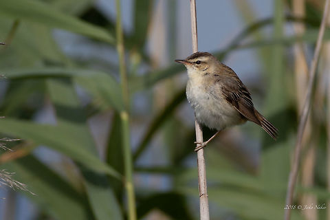 Sedge Warbler - Acrocephalus schoenobaenus  Acrocephalidae,Acrocephalus schoenobaenus,Aldomirovtsi marsh,Animal,Animalia,Aves,Bird,Bulgaria,Chordata,Europe,Geotagged,Nature,Passeriformes,Passerine,Sedge Warbler,Sedge warbler,Summer,Wetland,Wildlife
