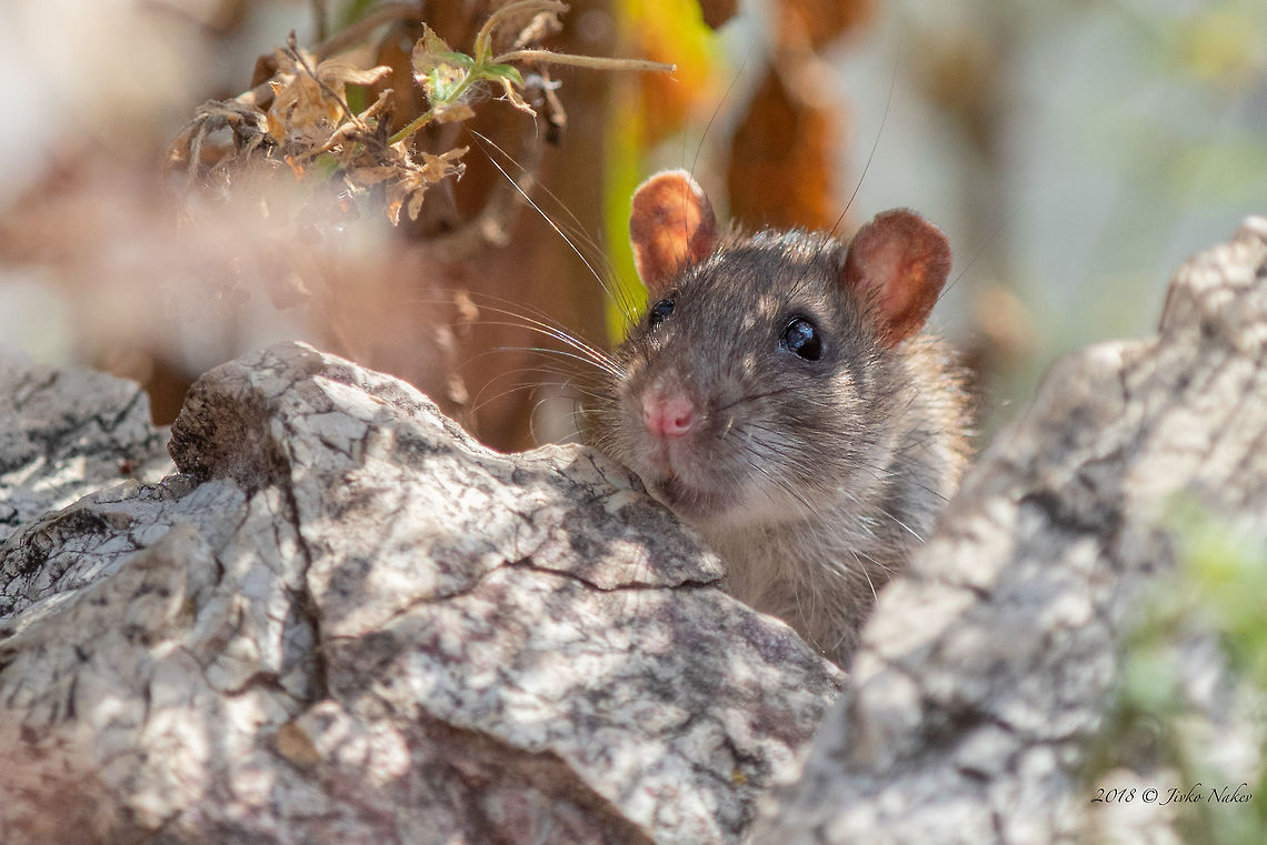 Brown rat - Rattus norvegicus Captured in Sofia, at a small city lake. Crossed my path and hid behind some stones. Than curiously looked around from behind the stones for a couple seconds, just allowing me to make a couple of shots. It was long about 15-18 cm (without the tail). Animal,Animalia,Brown rat,Bulgaria,Chordata,Geotagged,Mammalia,Muridae,Nature,Norway rat,Rattus norvegicus,Rodentia,Summer,Wildlife,mammals