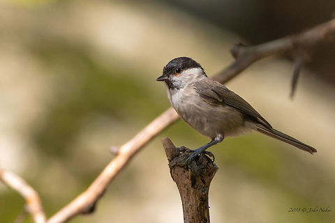 Marsh Tit